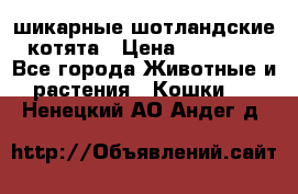 шикарные шотландские котята › Цена ­ 15 000 - Все города Животные и растения » Кошки   . Ненецкий АО,Андег д.